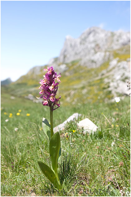 Dactylorhiza sambucina 3