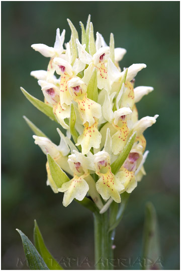Dactylorhiza sambucina 4