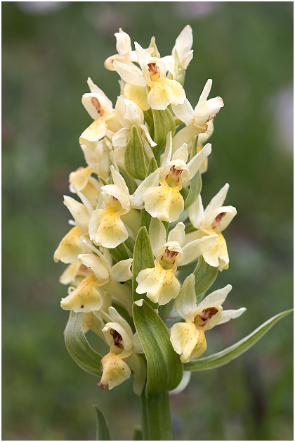 Dactylorhiza sambucina 5