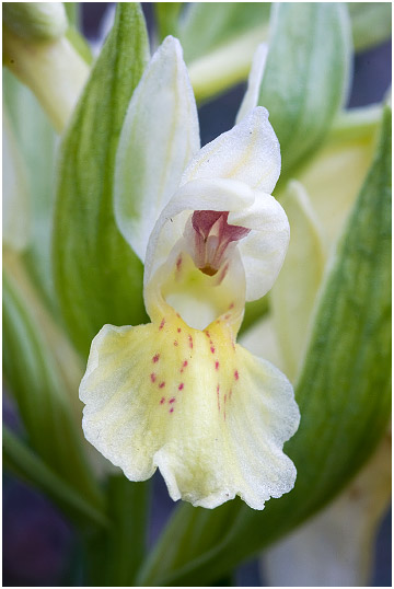 Dactylorhiza sambucina 6