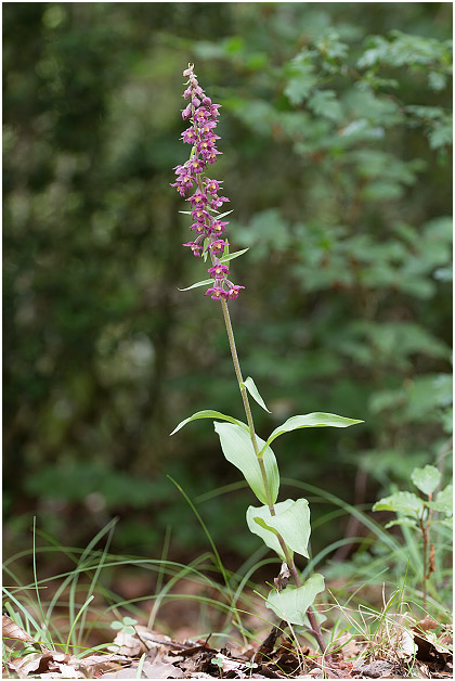 Epipactis atrorubens photo 1