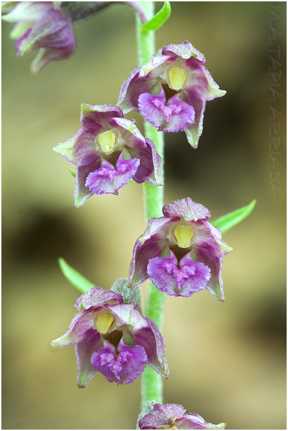 Epipactis atrorubens photo 3