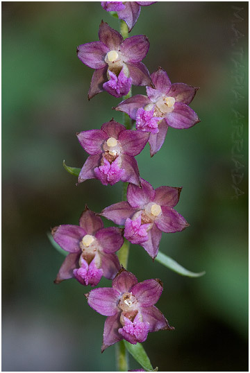Epipactis atrorubens photo 4