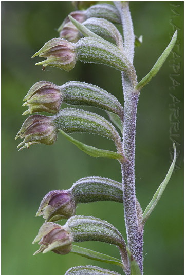 Epipactis microphylla photo 2