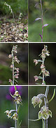 Epipactis microphylla 4