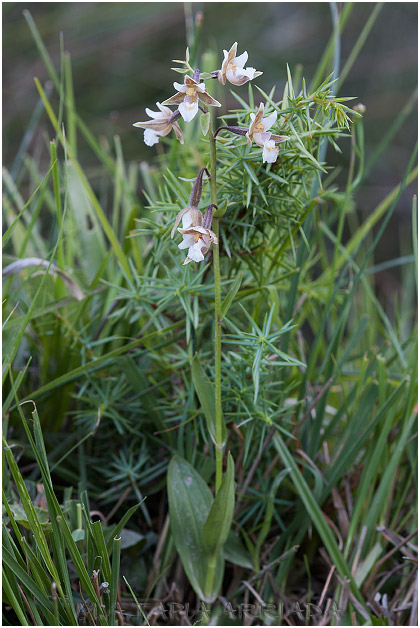 Epipactis palustris photo 1