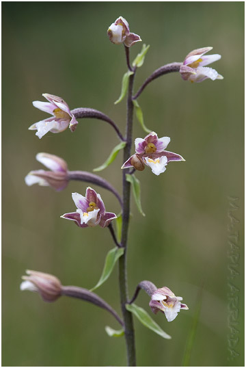 Epipactis palustris photo 2