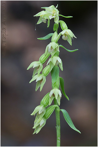 Epipactis phyllanthes photo 1