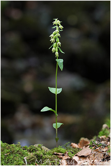 Epipactis phyllanthes photo 2