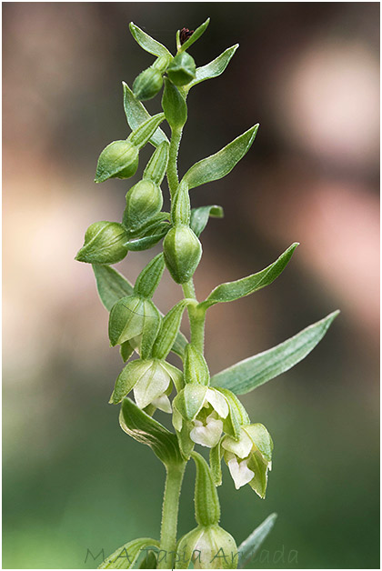 Epipactis phyllanthes photo 3