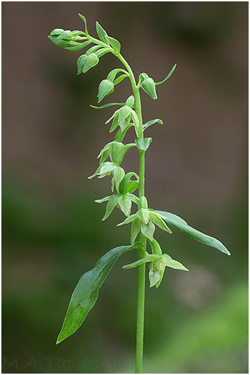 Epipactis phyllanthes photo 4