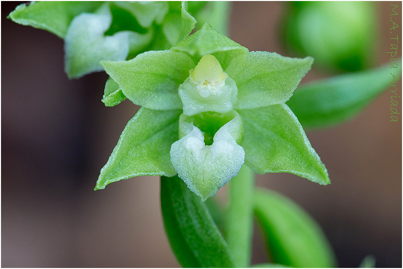 Epipactis phyllanthes photo 5