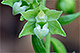 Epipactis phyllanthes 3