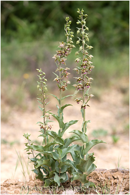 Epipactis tremolsii 1