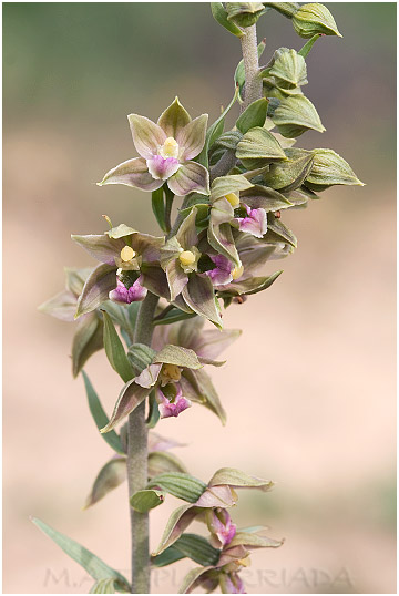 Epipactis tremolsii 2