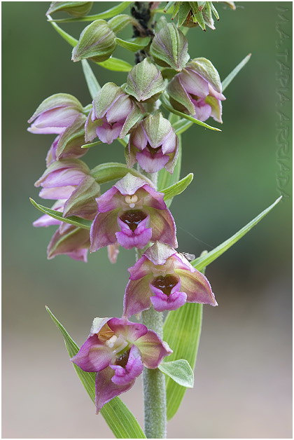 Epipactis tremolsii 3