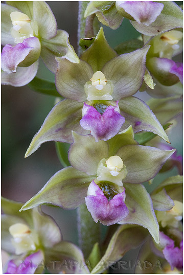 Epipactis tremolsii 4