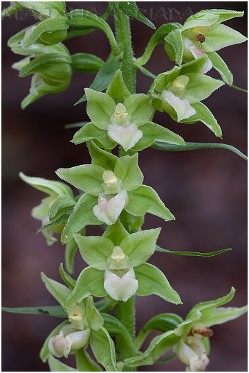 Epipactis viridiflora photo 4
