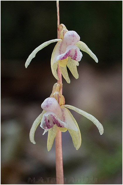 Epipogium aphyllum photo 1