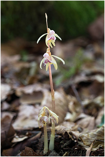 Epipogium aphyllum photo 2