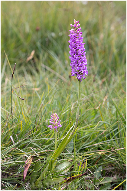 Gymnadenia densiflora 1