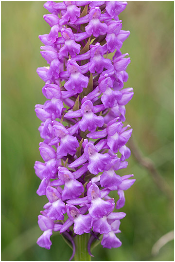 Gymnadenia densiflora 2