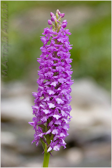 Gymnadenia densiflora 4