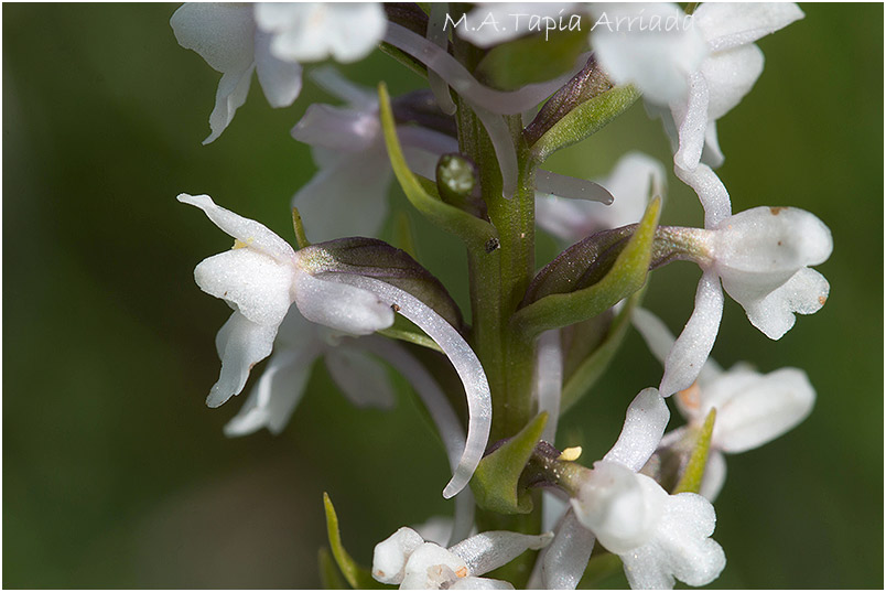 Gymnadenia pyrenaica 3