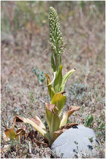 Himantoglossum hircinum 2