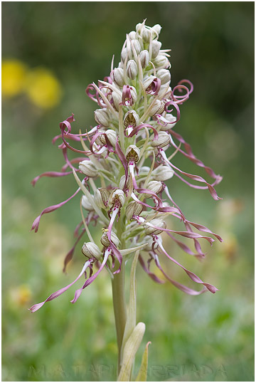 Himantoglossum hircinum 4