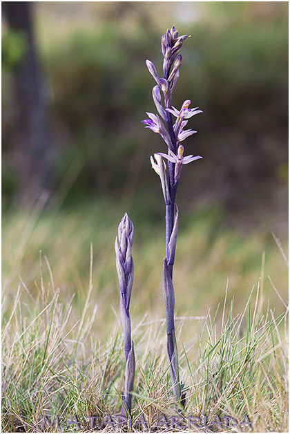 Limodorum abortivum 1