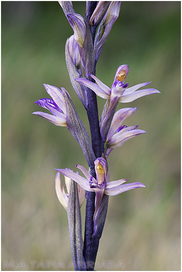 Limodorum abortivum 2