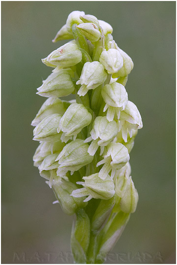 Neotinea maculata picture 4