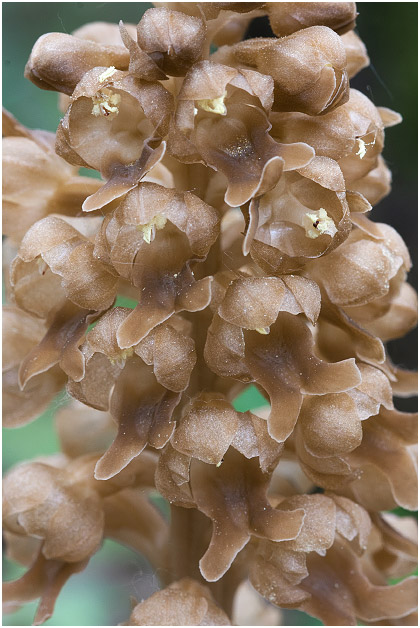 Neottia nidus-avis 3