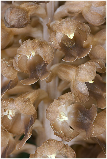 Neottia nidus-avis 4