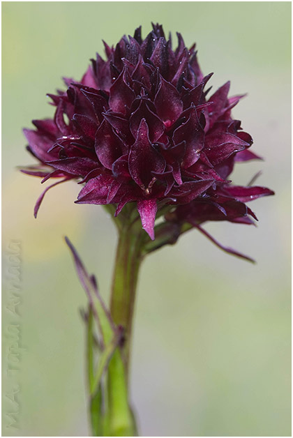 Nigritella gabasiana 1