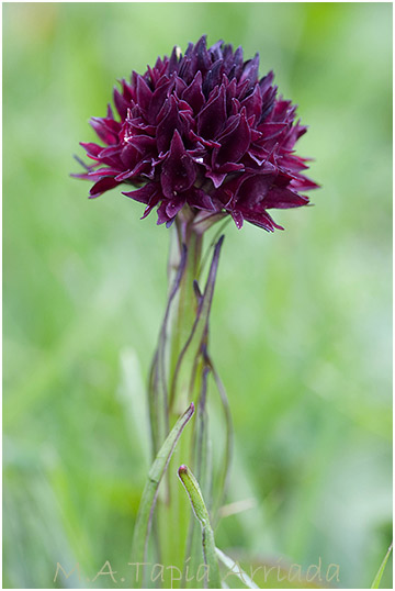 Nigritella gabasiana 2