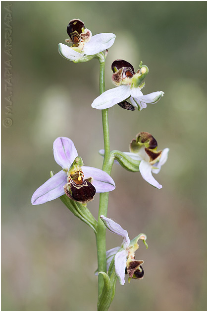 Ophrys apifera 3