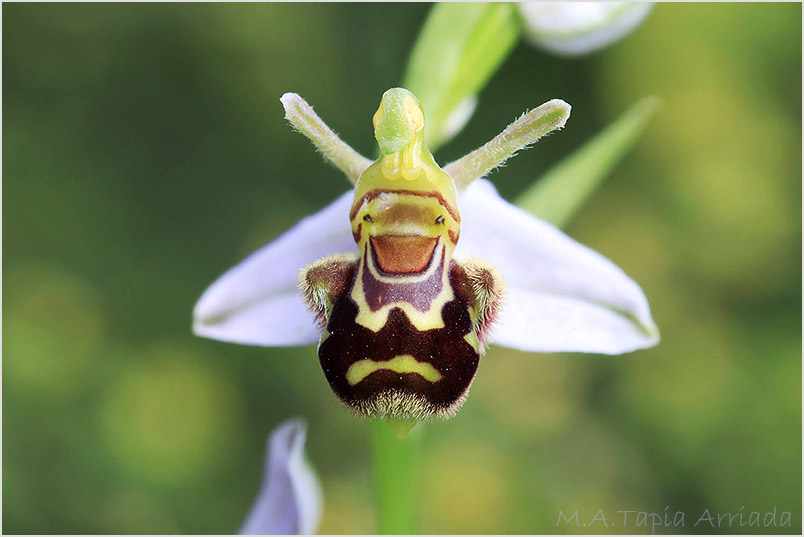 Ophrys apifera 7
