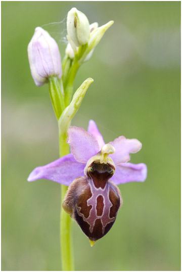 Ophrys aveyronensis 2