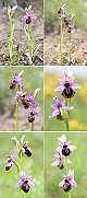 Ophrys aveyronensis Artxibo