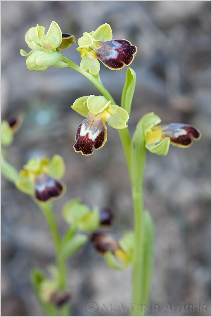 Ophrys bilunulata
