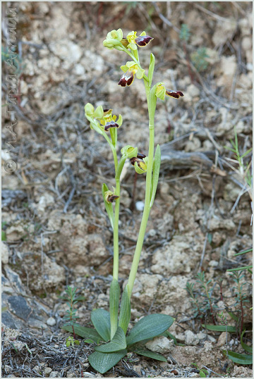 Ophrys bilunulata