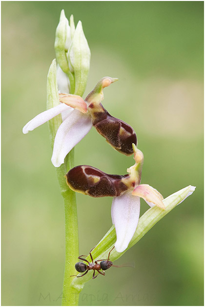 Ophrys castellana 1
