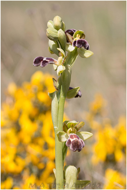 Ophrys castellana 1