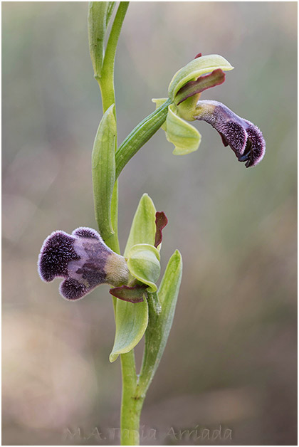 Ophrys castellana 3