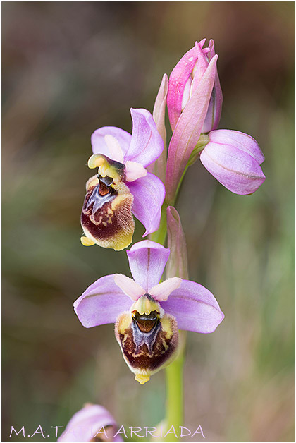 Ophrys ficalhoana x Ophrys riojana 1