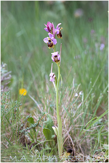 Ophrys ficalhoana x Ophrys riojana 2