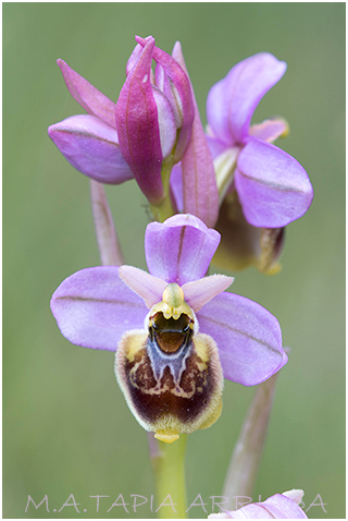 Ophrys ficalhoana x Ophrys riojana 4