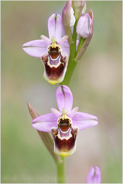 Ophrys ficalhoana x Ophrys scolopax 3